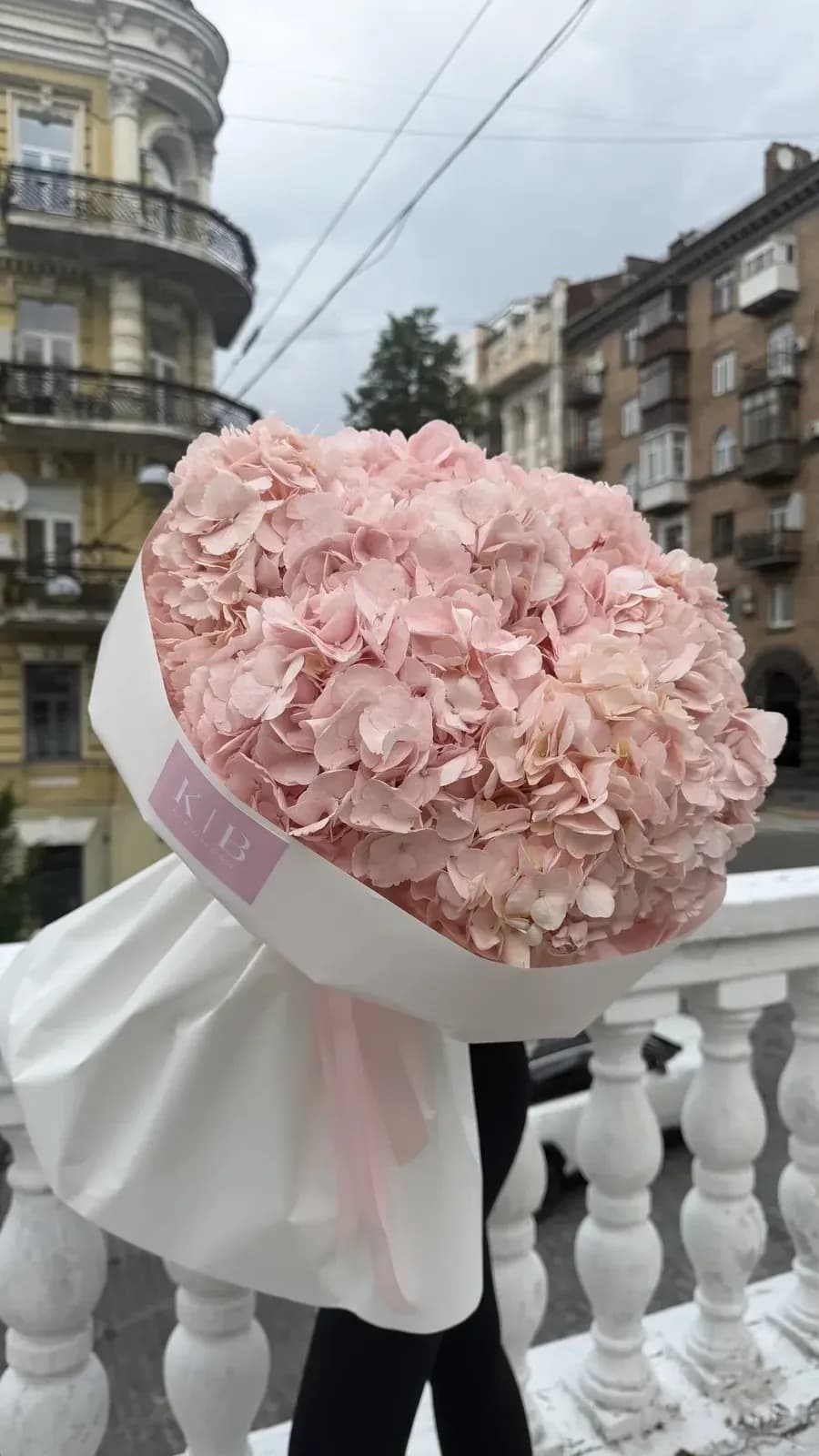 Ніжно рожева Гортензія