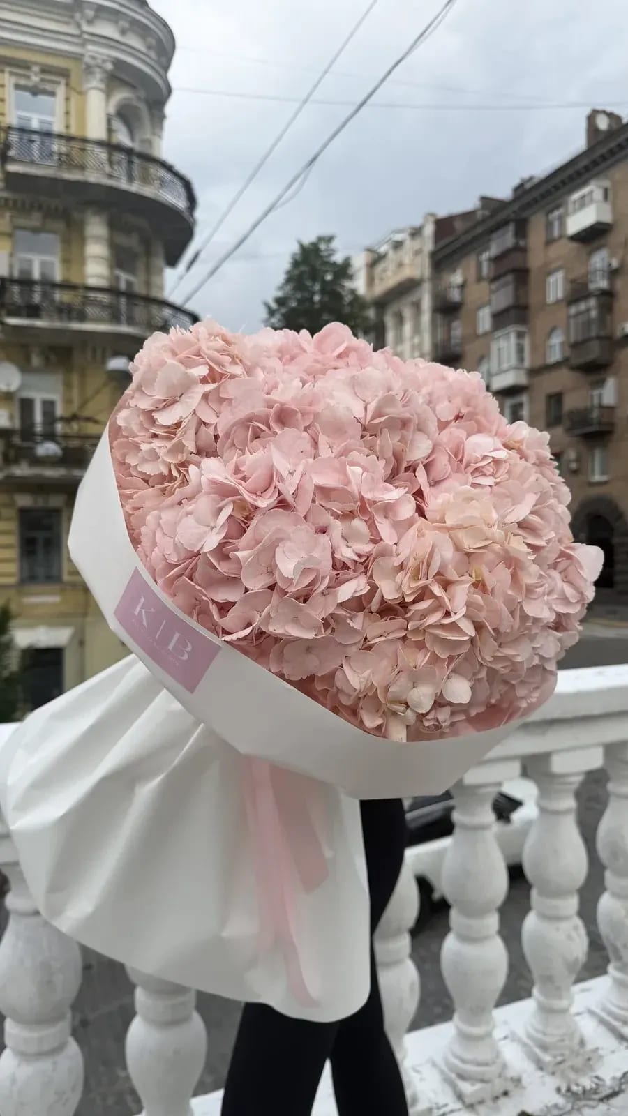 Ніжно рожева Гортензія